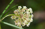 Whorled milkweed